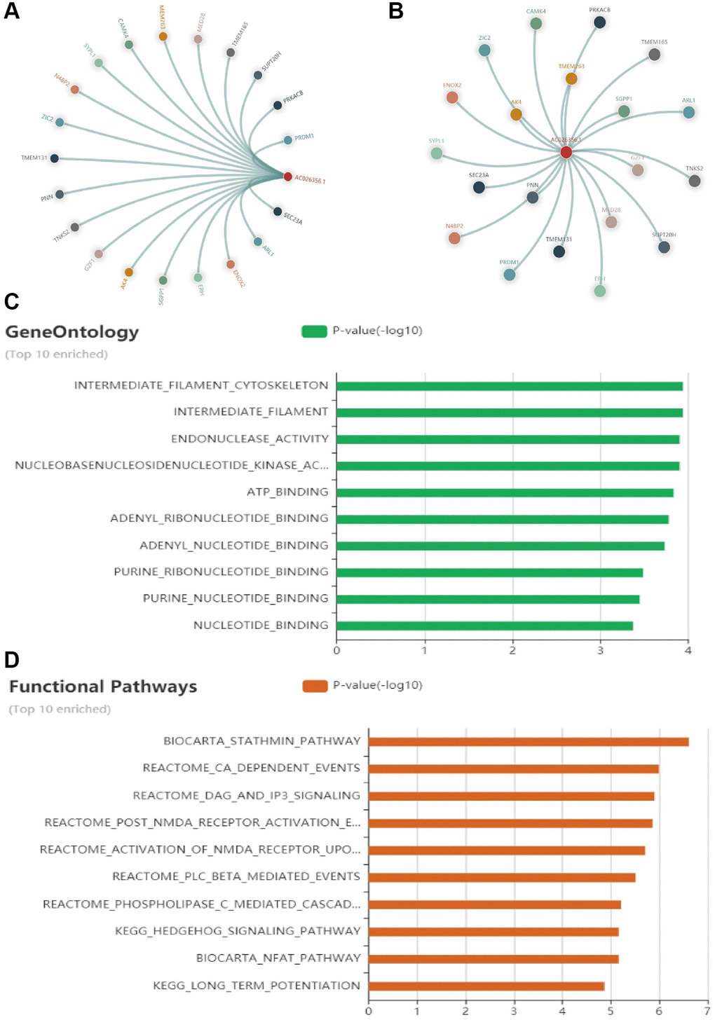 GO and KEGG enrichment analysis. (A, B) Positive genes with AC026356.1 in LUAD were examined by LncACTdb. (C, D) GO and KEGG enrichment analysis of AC026356.1 in LUAD examined by LncACTdb database.