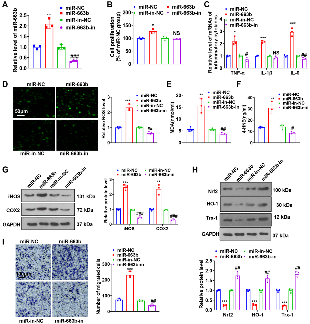 miR-663b overexpression facilitated PASMC dysfunctions. (A) PASMCs were transfected along with miR-NC, miR-663b mimics, miR-in, and miR-663b inhibitors, with RT-PCR implemented 48 hours later to confirm miR-663b expression in the transfected cells. (B) CCK8 assay was utilized for examining cell proliferation. (C) RT-PCR checked the levels of inflammatory cytokines TNF-α, IL-1β, and IL-6 in PASMCs. (D–F) Cell immunofluorescence and colorimetry determined the levels of ROS (D), MDA (E), and 4-HNE (F) in PASMCs. (G, H) Western blot revealed the profiles of inflammation-concerned proteins iNOS and COX2 and oxidative stress-correlated proteins Nrf2, HO-1 and Trx-1 in PASMCs. (I) Transwell monitored PASMC migration. N = 3. *P **P ***P NS P > 0.05, #P ##P ###P 