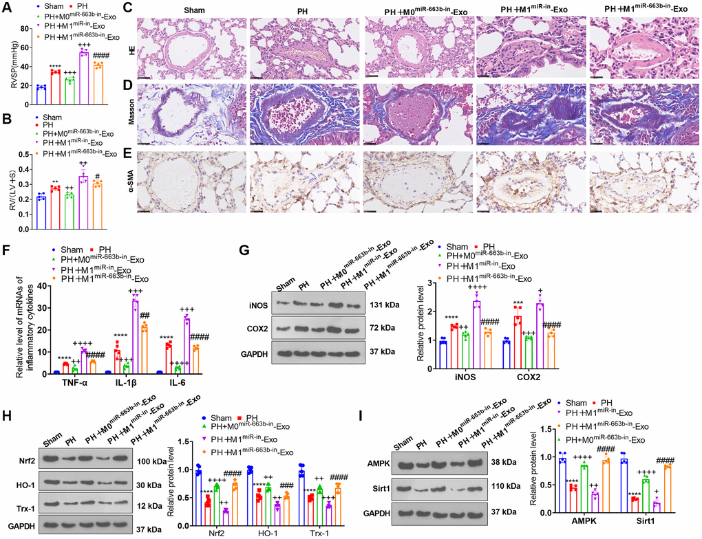 M1 macrophage exosomes with miR-663b low expression ameliorated pulmonary vascular remodeling in pulmonary hypertension rats. A pulmonary hypertension rat model elicited by hypoxia was built, and M1 macrophage exosomes with low-expressed miR-663b were transfused into the caudal veins of the rats. (A, B) The hemodynamic assay was carried out to confirm the mean ratio of RVSP and RV/(LV+S) of PH rats. (C, D) HE staining (C) and Masson staining (D) were conducted for monitoring pathological alterations in the lung tissues of PH rats. (E) Immunohistochemistry (anti-α-SMA) was performed for detecting pulmonary vascular remodeling. (F) RT-PCR was implemented for gauging TNF-α, IL-1β, and IL-6 levels in the tissues. (G, H) iNOS, COX2, Nrf2, HO-1 and Trx-1 profiles in the tissues were confirmed through western blot. (I) The level of the AMPK/Sirt1 pathway in the tissues was ascertained by western blot. N = 5. **P ***P ****P ++++P ####P miR-in-Exo).