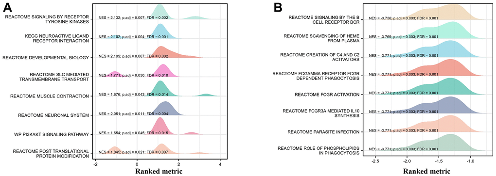 GSEA analysis on functional cluster of differentially expressed genes in THCA cancer cells with high/low SEMA6B expression level. Tyrosine kinase pathway and neuroactive ligand receptor pathway were significantly up-regulated (A), BCR-related signaling, C4/C2 activator as well as cellular phagocytosis were significantly down-regulated (B).