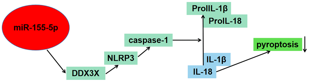 Schematic figure illustrated the potential role of miR-155-5p in regulating pyroptosis of renal cells in I/R injury via the DDX3X/NLRP3/caspase-1 pathway.