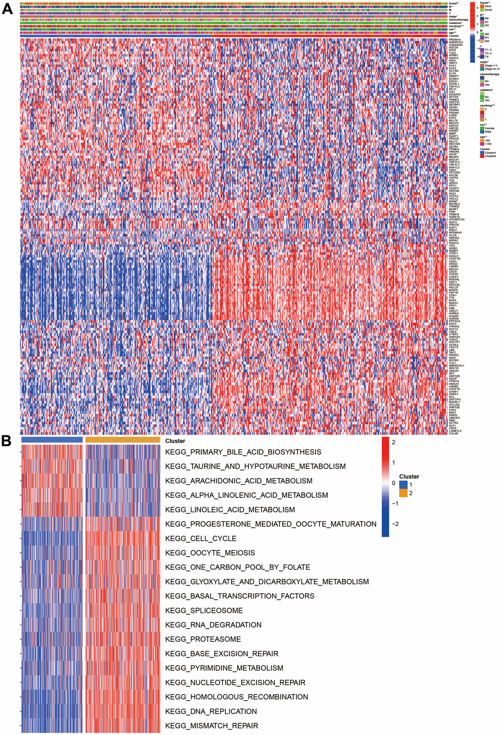 Clinical and function characteristics between two clusters. (A) Correlations of clinical characteristics with molecular subtypes; (B) Gene set variation analysis of two clusters.