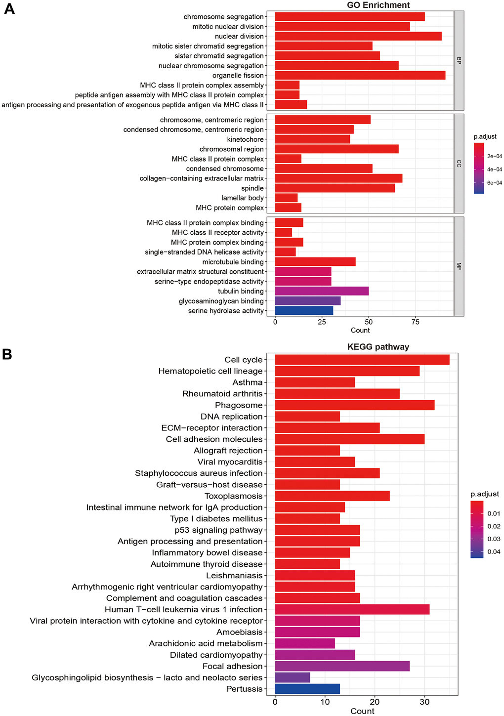 Functional and pathway enrichment analysis. (A) GO function enrichment; (B) KEGG pathway analysis.