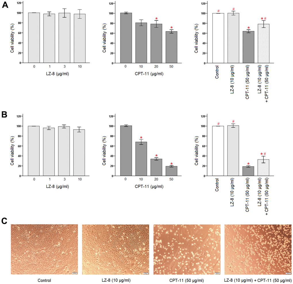 Protective effects of LZ-8 against CPT-11-induced cytotoxicity in IEC-6 cells. CCK-8 assay was used to determine the viability of IEC-6 cells. For control, the absorbance of untreated cells was considered 100%. LZ-8 treatment had no obvious influence on the viability and morphology of IEC-6 cells, but cell death in a dose-dependent manner was noted in IEC-6 cell treated with CPT-11. LZ-8 pretreatment improved the cell viability and morphology of IEC-6 cells following CPT-11 treatment. Data were presented as mean ± SD, and one-way ANOVA was used for statistical analysis. * indicates P P A) The viability of IEC-6 cells after 24-hour incubation of LZ-8 (left panel), 24-hour incubation of CPT-11 (middle panel), or 24-hour pretreatment of LZ-8 following 24-hour incubation of CPT-11 (right panel). (B) The viability of IEC-6 cells after 48-hour incubation of LZ-8 (left panel), 48-hour incubation of CPT-11 (middle panel), or 24-hour pretreatment of LZ-8 following 48-hour incubation of CPT-11 (right panel). (C) Effects of LZ-8 on CPT-11-induced cell morphological changes.