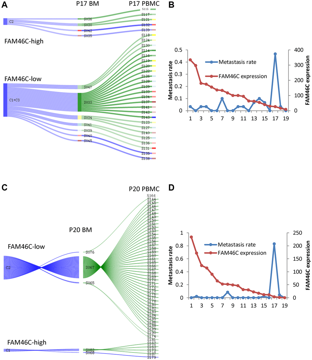 The model of extramedullary metastasis in EMP+ patient P17 and P20 at single cell transcriptome level. (A) Sankey diagram shows the model of extramedullary metastasis in EMP+ patient P17 at single cell transcriptome level. 3 clones were shown the right is all the CPCs in EMP+ patient P17. The middle is the related BMMCs in EMP+ patient P17. The left is the cluster of the BMMCs in EMP+ patient P17. The line between CPCs and BMMCs means that BMMC with the best Pearson correlation was chosen for a certain CPC. (B) The relationship between FAM46C expression level and metastasis rate in EMP+ patient P17. (C) Sankey diagram shows the model of extramedullary metastasis in EMP+ patient P20 at single cell transcriptome level. 2 clones were shown. The right is all the CPCs in EMP+ patient P20. The middle is the related BMMCs in EMP+ patient P20. The left is the cluster of the BMMCs in EMP+ patient P20. The line between CPCs and BMMCs means that BMMC with the best Pearson correlation was chosen for a certain CPC. (D) The relationship between FAM46C expression level and metastasis rate in EMP+ patient P20.