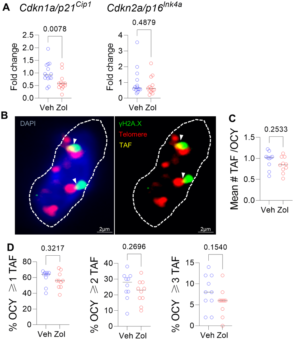 Effects of zoledronic acid on senescence markers in bone. (A) Zoledronic acid treatment led a significant downregulation of Cdkn1a/p21Cip1, but not Cdkn2a/p16Ink4a in the centrifuged metaphyses, enriched for osteocytes (see Methods). (B) Example of an osteocyte with γH2A.X (green) and telomeres (red); where they colocalize, a TAF is scored (yellow). (C) Mean #TAF/osteocyte, (D) percentage of osteocytes with ≥ 1, 2, or 3 TAF/osteocyte. p-values are using Mann-Whitney test; n = 14 Veh and n=13 Zol mice per group (A, B) and n=10/group (B–D).