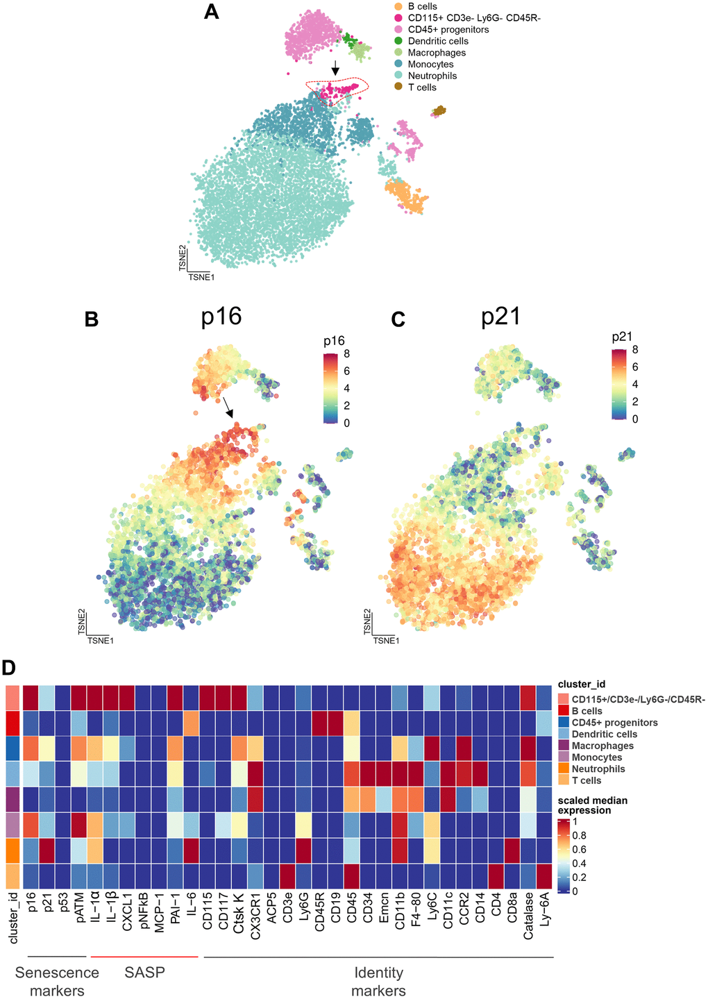 Cytometry by time of flight (CyTOF) reveals the cellular targets of zoledronic acid treatment. (A) CyTOF of hematopoietic cells following 2 weeks of zoledronic acid treatment led to distinct clusters. A t-distributed Stochastic Neighbor Embedding (tSNE) visualization of vehicle treated specimens (n=10) shows the integration of the datasets with the arrow pointing to the CD115+/CD3e-/Ly6G-/CD45R- cells. (B) p16 expression and (C) p21 expression in a tSNE visualization in the Veh group demonstrates a high expression of p16 in the CD115+ cells.vs. (D) Heatmap showing the expression of senescence, SASP, and identity markers in the bone marrow hematopoietic cells, demonstrating that the CD115+/CD3e-/Ly6G-/CD45R- cells express the highest levels of p16, pATM (DNA damage marker), and SASP proteins.