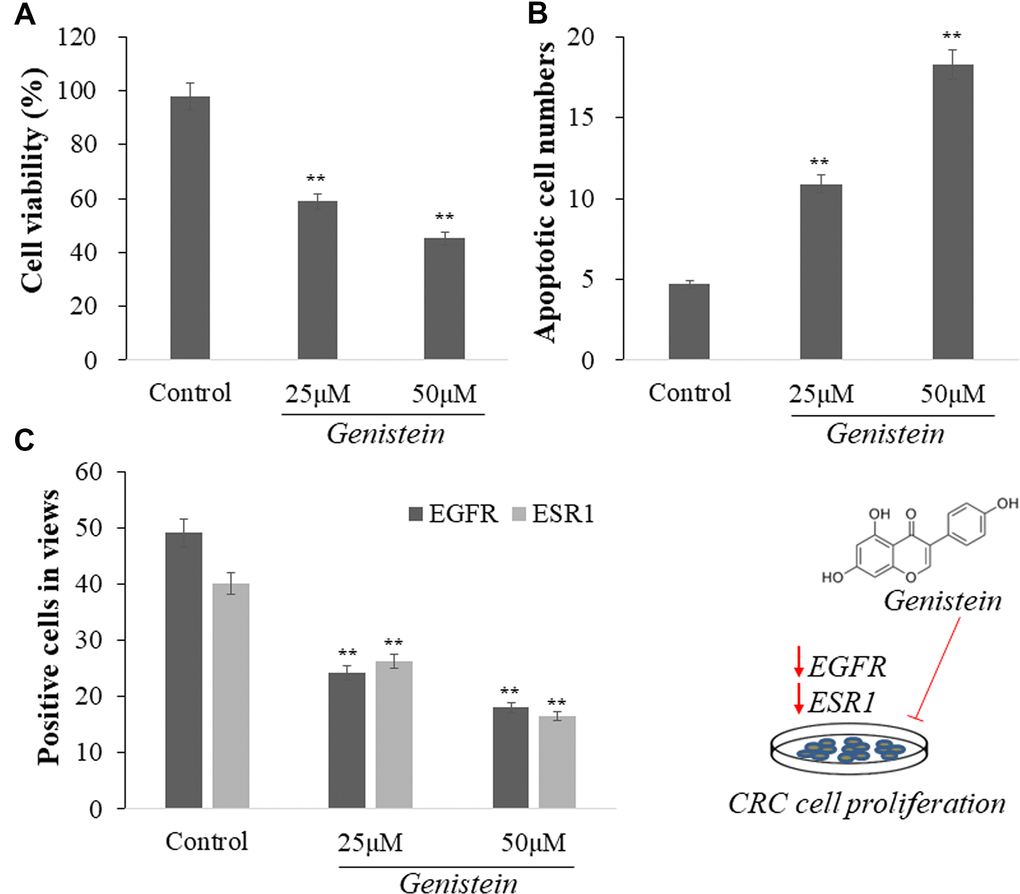 Genistein reduced cell growth and induced apoptosis of CRC cells than those in untreated cells (A, B). In addition, Genistein-treated CRC cells showed decreased positive cells of EGFR and ESR1 than those in untreated cells (C).