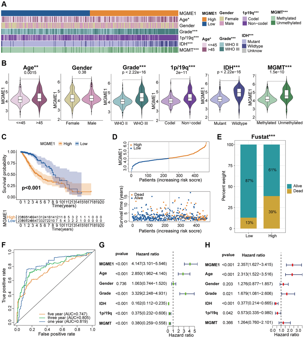 Correlation analysis of MGME1 in TCGA. (A) Association between MGME1 expression and clinical characteristics of LGG in TCGA. (B) Variance analysis of MGME1 expression and different clinical characteristics (including age, gender, grade, and 1p/19q, IDH, and MGMT statuses) in the TCGA dataset. (C) Prognostic analysis of high-MGME1 and low-MGME1 subtypes in the TCGA dataset. (D) Distribution of risk scores and OS of high-MGME1 and low-MGME1 subtypes in the TCGA dataset. (E) Distributions of OS of the two subtypes. (F) ROC curves representing the predictive value of the risk score in TCGA. (G, H) Univariate and multivariate Cox regression analyses of MGME1 expression and clinicopathological characteristics in TCGA. *P **P ***P 