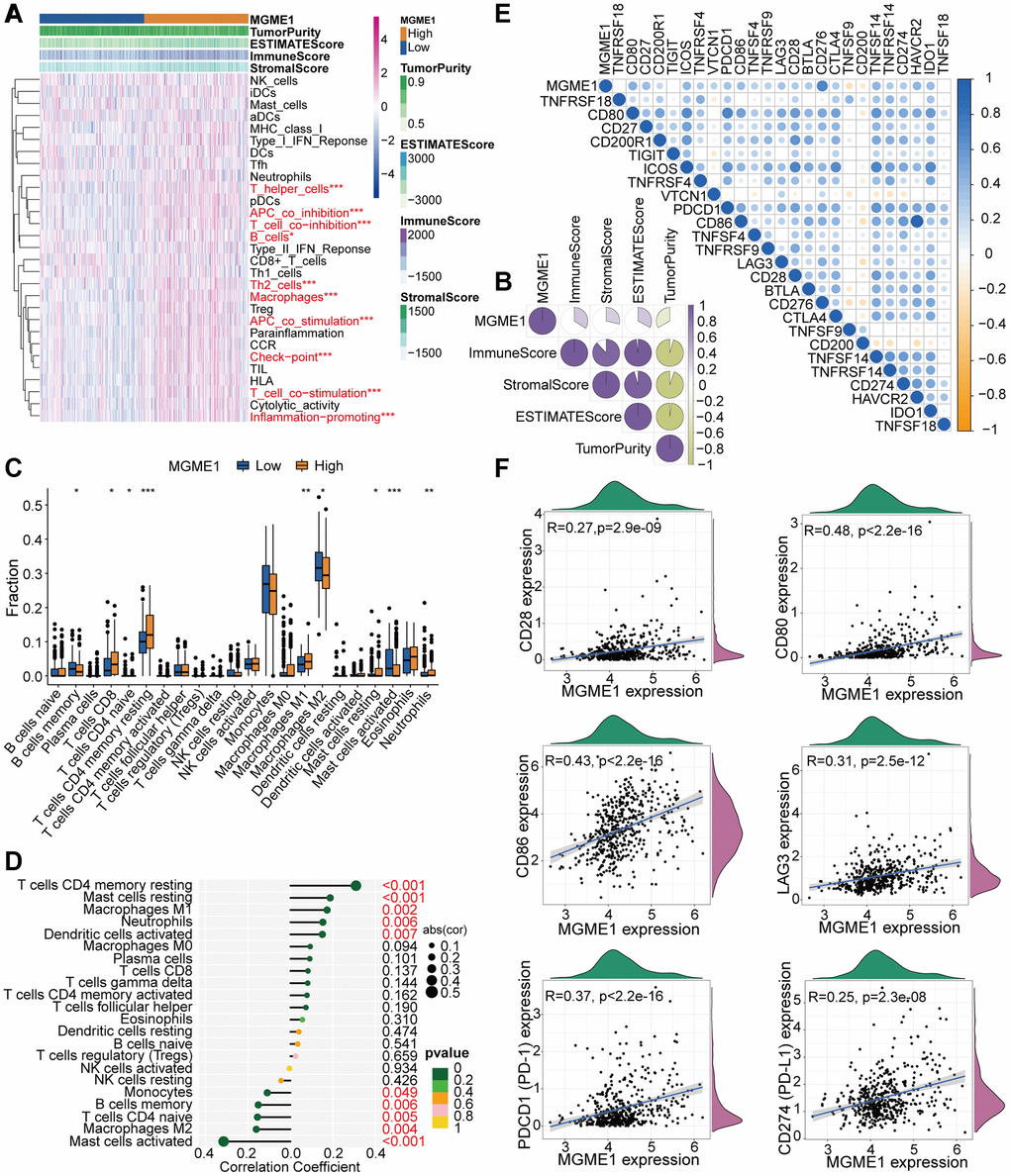 TME and immunological features of the low-MGME1 and high-MGME1 subtypes in TCGA. (A, B) Relationship between MGME1 expression and 29 immune-associated signatures, ESTIMATE scores, immune scores, stromal scores, and tumor purity. (C) Comparison of 22 types of immune cell infiltration in the two subgroups. (D) Lollipop plots showing the relationships between MGME1 expression and TIICs. (E, F) Co-expression analysis of MGME1 and 25 ICPGs. *P **P ***P 