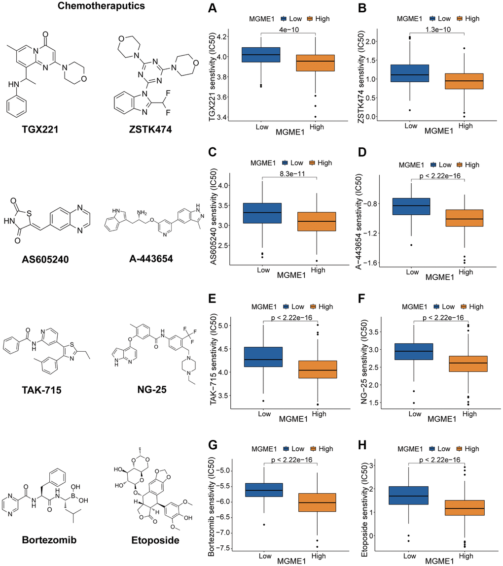 Different responses to chemotherapy of the low-MGME1 and high-MGME1 subtypes in the TCGA dataset. (A–D) the PI3K/AKT inhibitors: TGX221 (A), ZSTK474 (B), AS605240 (C), and A-443654 (D). (E, F) the MAPK inhibitors: TAK-715 (E) and NG-25 (F). NF kappaB inhibitor: bortezomib (G). DNA replication inhibitor: Etoposide (H).