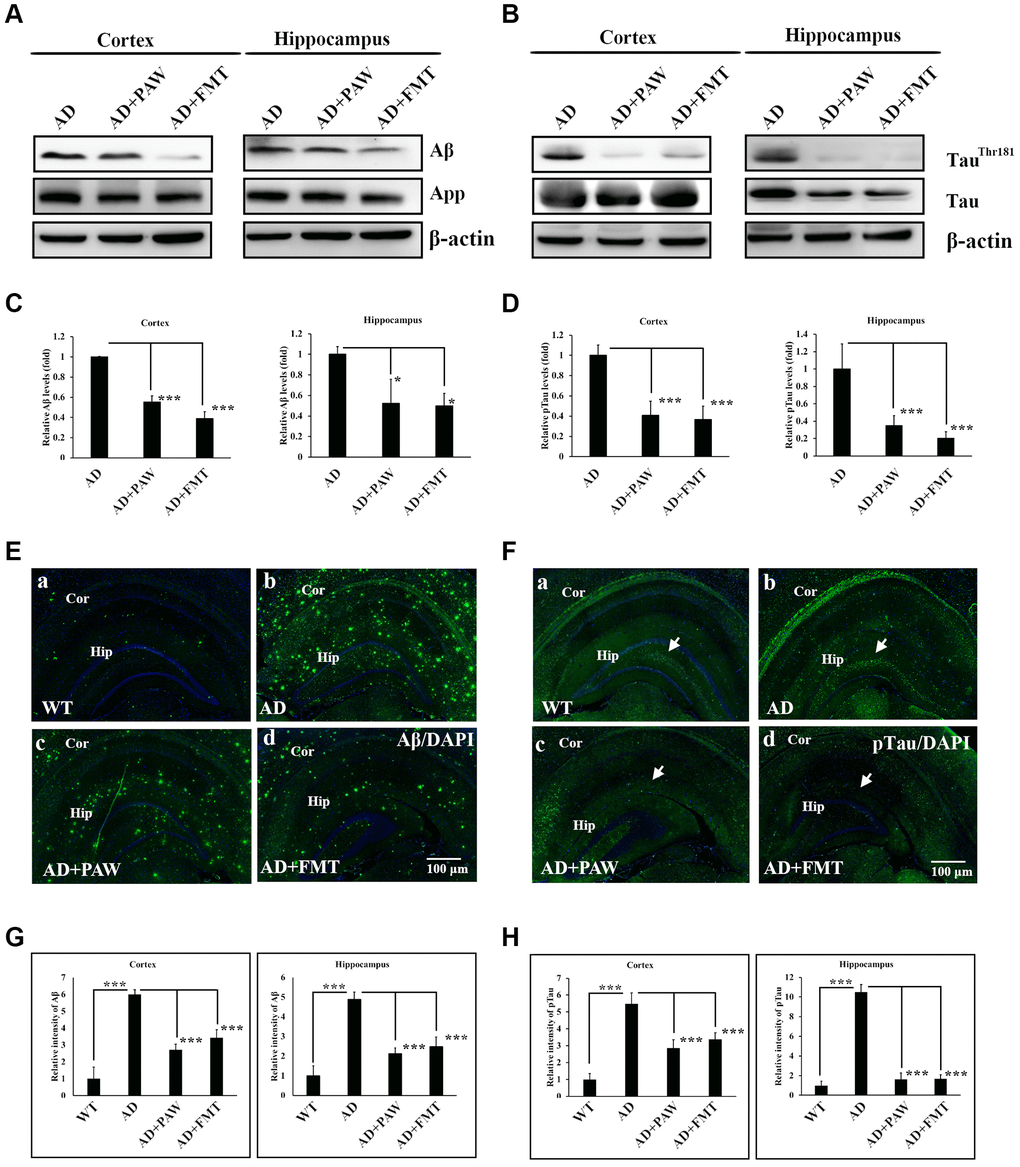 Amyloid and phosphorylated (p)-tau burden analysis in the cortex and hippocampus of AD mice. Protein levels of amyloid precursor protein (APP), amyloid beta (Aβ) (A), p-tau (TauThr181), and tau protein (B) in the cortex and hippocampus of AD mice, plasmin-activated water (PAW)-fed (AD+PAW) mice, and fecal microbiota transplantation (FMT) AD mice (AD+FMT) as measured by Western blotting. Statistical results (C) and (D) were analyzed from (A) and (B). Immunofluorescence analysis of Aβ (E) aggregation in the cortex (Cor) and hippocampus (Hip) of WT (a), AD (b), AD+PAW (c), and AD+FMT mice (d). Immunofluorescence analysis of p-tau (F) aggregation in the cortex (Cor) and hippocampus (Hip) of WT (a), AD (b), AD+PAW (c), and AD+FMT mice (d). Statistical results (G) and (H) were analyzed in the cortex and hippocampus from (E) and (F). All results were analyzed by ANOVA with a post hoc analysis. (*p **p ***p 