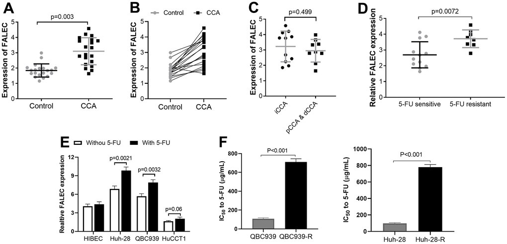 The upregulated FALEC expression in cholangiocarcinoma (CCA) samples (n=20) and cell lines, the expression was analyzed by RT-PCR. (A, B) The mRNA levels of FALEC were up-regulated in CCA samples compared to adjacent normal tissues; (C) The mRNA levels of FALEC were not different in in CCA at different anatomical locations. (D) The mRNA levels of FALEC are significantly higher in patients who were resistant to 5-FU, compared to 5-FU sensitive patients; (E) The expressions of FALEC in 3 CCA cell lines were measured with and without 5-FU stimulation (100 μg/ml) compared with HIBEC cells. QBC939, and Huh-28 cell lines have higher FALEC expression and selected for further analysis; (F) IC50 of normally cultured CCA cells and their corresponding 5-FU resistant cells.