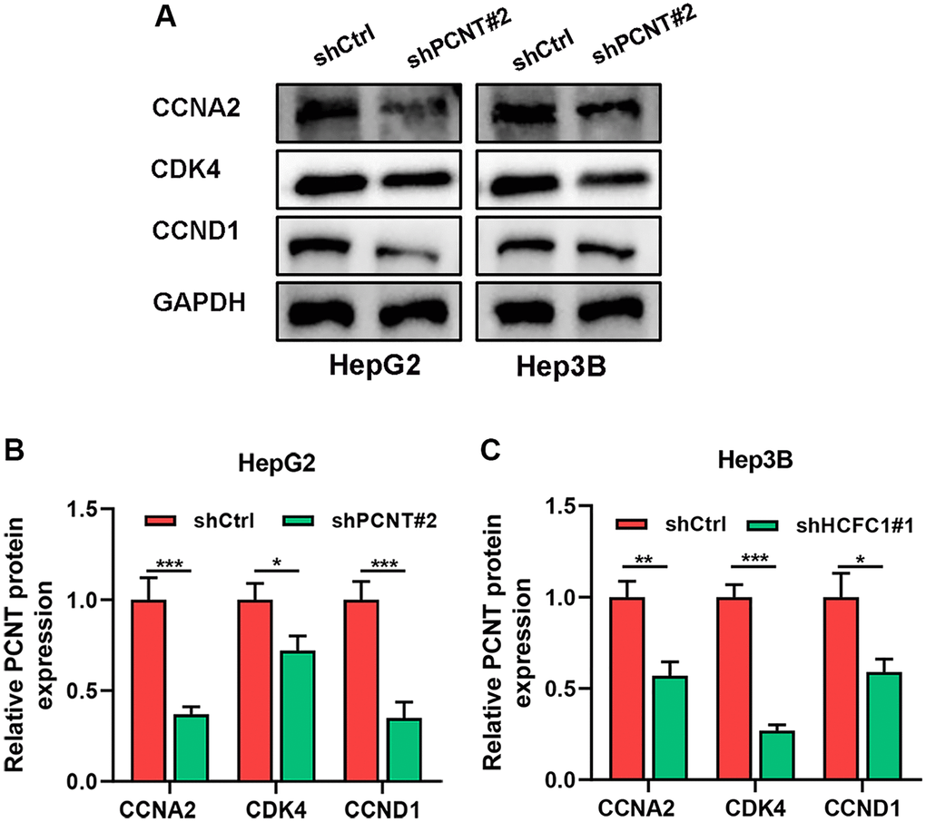PCNT Knockdown promoted the cell cycle arrest in HCC cells. (A–C) Western blots images (A) and statistical analysis of CCNA2, CDK4, and CCND1 expression in HepG2 (B) and Hep3B (C) cell lines. *P **P ***P 