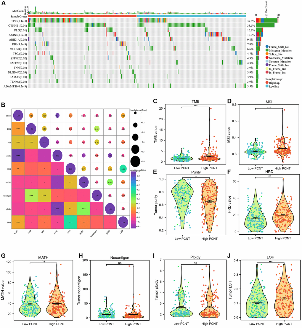 Associations between PCNT expression level with mutation profile. (A) The waterfall plot presented the mutation difference of top 15 genes between high and low PCNT mRNA groups. (B) PCNT mRNA level positively correlated with TMB, MSI, HRD, and LOH, but negatively correlated with tumor purity. (C–J) The difference of TMB (C), MSI (D), tumor purity (E), HRD (F), MATH (G), tumor neoantigen (H), tumor ploidy (I), and LOH (J) between high and low PCNT expression groups.