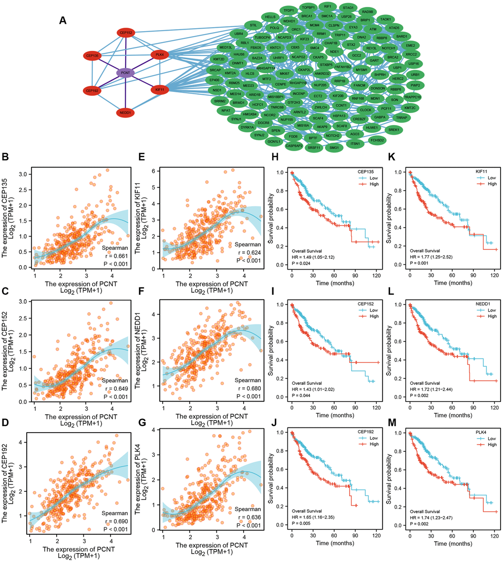 PPI network and prognostic value of PCNT co-expressed genes. (A) PPI network exhibited six proteins directly interacted with PCNT. (B–G) PCNT expression was associated positively with CEP135 (B), CEP152 (C), CEP192 (D), PLK4 (E), KIF11 (F), and NEDD1 (G) in HCC. (H–M) Patients with higher expression of CEP135 (H), CEP152 (I), CEP192 (J), PLK4 (K), KIF11 (L), and NEDD1 (M) have shorter OS periods in HCC.