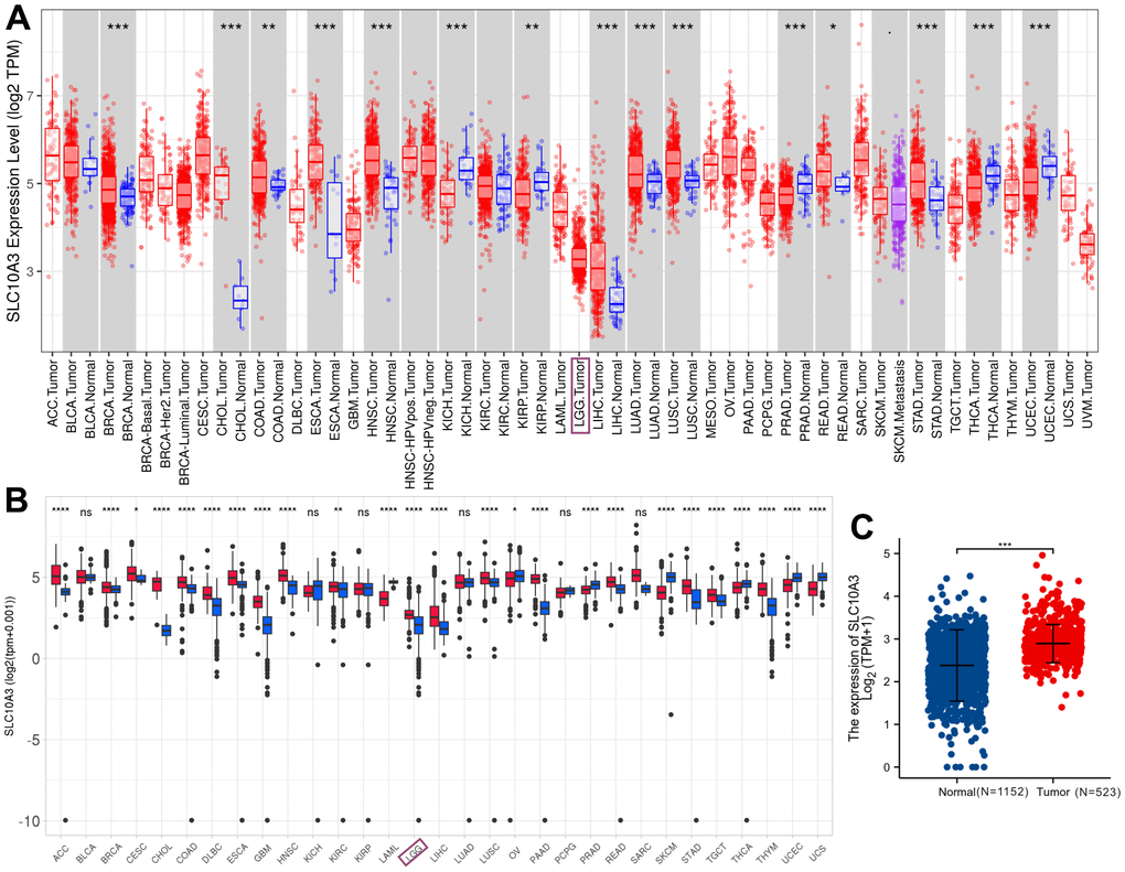 Expression levels of SLC10A3 transcription across pan-cancer and LGG. (A) Expression profiles of SLC10A3 mRNA across pan-cancer tissues and normal tissues based on TCGA data. (B) Expression profiles of SLC10A3 transcription in pan-cancer tissues and normal tissues based on TCGA and GTEx data. (C) Expression levels of SLC10A3 are up-regulated in LGG tissues compared with normal tissues.