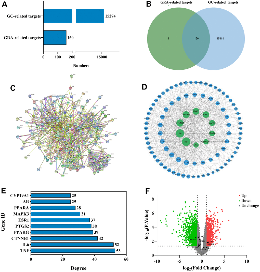 Identification of common targets and analysis of PPI network. (A) Potential targets of GRA-related and GC-related. (B) Venn diagram was applied to obtain the common targets between the GC targets and GRA targets. (C) PPI network of 156 common targets constructed with STRING. (D) The hub targets of PPI network. Larger node sizes indicate higher degree, green indicates higher degree, and blue indicates lower degree. (E) The PPI network’s 10 hub targets ranked by degree ≥ 25. (F) Volcano plot of differentially expressed genes in GC. Red represents upregulated genes and green represents downregulated genes.