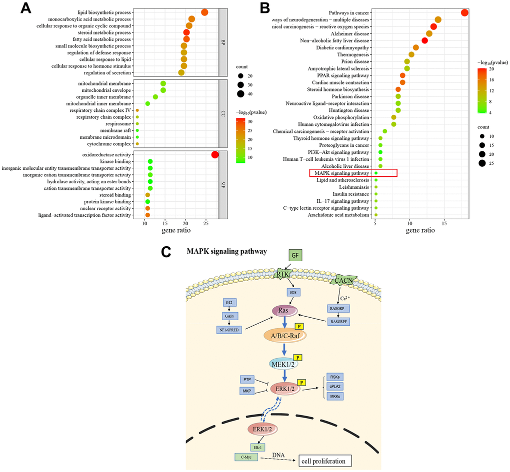 GO and KEGG enrichment analysis. (A) The results of GO enrichment analysis (Top 10). (B) The results of KEGG pathway enrichment analysis (Top 30). (C) Schematic drawing of the MAPK signaling pathway.