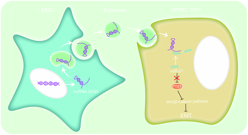 hUC-MSCs exosomes could alleviate HG-induced EMT in HPMCs. The mechanism involves regulating lncRNA GAS5/miR-21/PTEN via the Wnt/catenin signaling pathway to alleviate HPMC EMT.