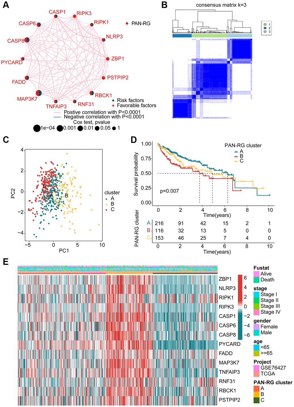 Identification of molecular subtypes of PAN-RGs for HCC. (A) Prognostic factor exploration of PAN-RGs. (B) Unsupervised consensus clustering analysis. (C) PCA diagram of HCC samples in cluster A, B, and C. (D) Clinical prognostic outcome of HCC in different PAN-RG cluster subgroups. (E) Expression of PAN-RGs in different PAN-RG cluster subgroups and clinical features.