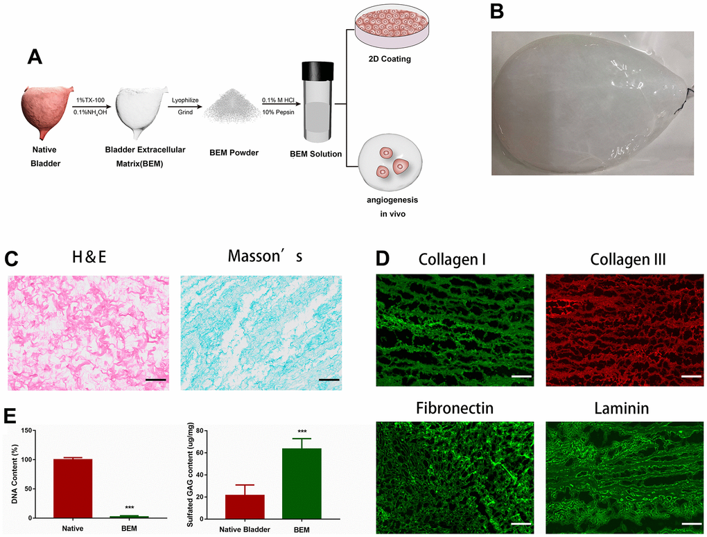 Preparation and characterization of BEM. (A) Schematic illustration of bladder extracellular matrix (BEM) preparation and application. (B) Gross view of a bladder after decellularization. (C) H&E and Masson’s staining for BEM, scale bar = 100 μm. (D) Immunofluorescence of BEM proteins (collagen I, collagen III, fibronectin, and laminin), scale bar = 100 μm. (E) Quantification of DNA and GAG content in native bladder and BEM.