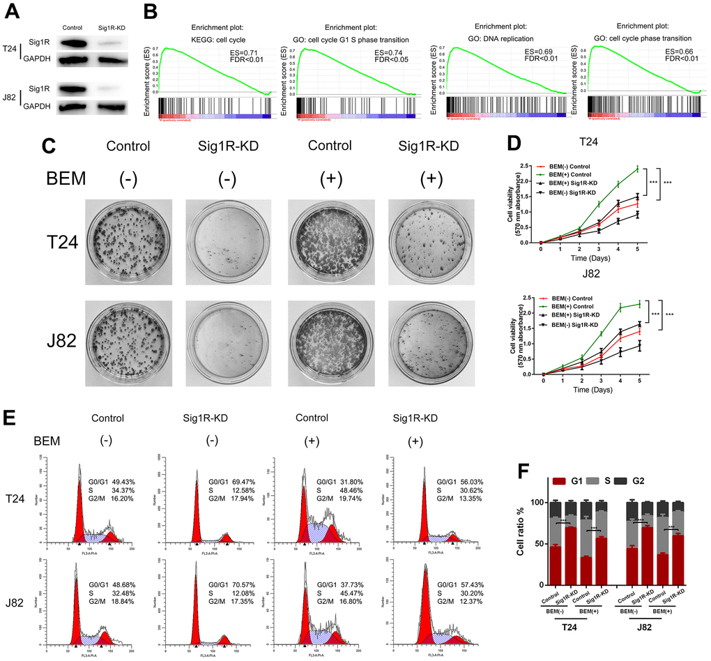 Sig1R mediates BEM-induced bladder cancer cell proliferation. (A) Sig1R expression levels were examined in Sig1R-KD and control bladder cancer cells (T24 and J82). (B) GSEA results showed that Sig1R expression was significantly associated with cell cycle-associated gene signatures, including “cell cycle,” “cell cycle G1–S phase transition,” “DNA replication,” and “cell cycle phase transition.” (C) Sig1R-KD and control bladder cancer cells (T24 and J82) were incubated with BEM hydrogel (0 and 20 mg/mL) for 2 weeks and were allowed to colonize. (D) The viability of Sig1R-KD and control bladder cancer cells (T24 and J82) incubated with BEM hydrogels (0 and 20 mg/mL) for 4 days was evaluated using the MTT assay. (E) the cell cycle distribution of Sig1R-KD and control bladder cancer cells (T24 and J82) treated with BEM hydrogels (0 and 20 mg/mL) for 48 h was evaluated by flow cytometry. (F) The percentage of cells in each phase is shown. ***p 