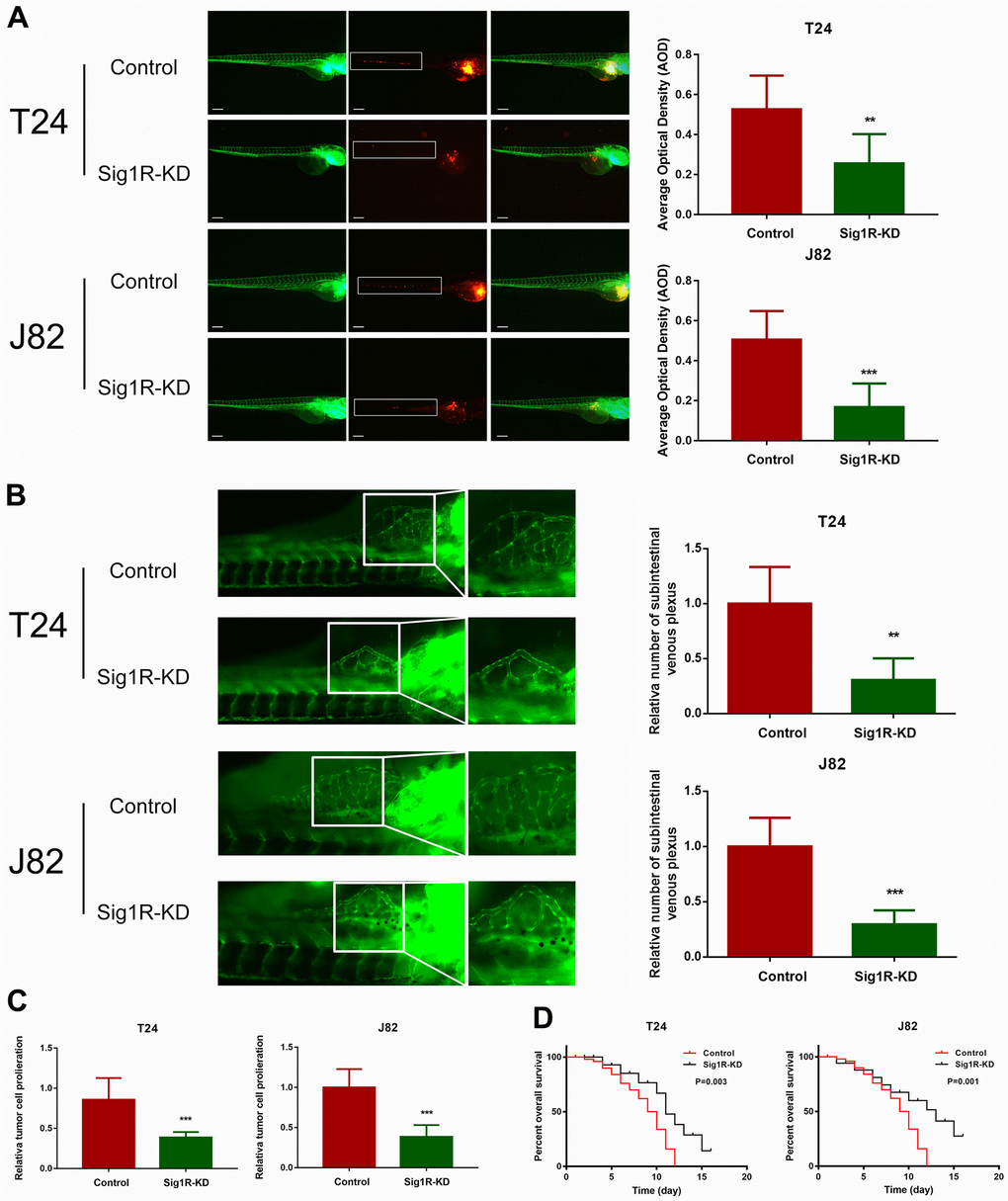 Sig1R promoted bladder cancer cell invasiveness in vivo and reduced overall survival. (A) Dissemination and metastasis of the bladder cancer cells in the zebrafish at 24 h post-injection and quantification of the number of disseminated foci. White boxes indicate disseminated and metastatic tumor lesions, scale bar = 5 μm. (B) xenograft in zebrafish for angiogenesis assay. White boxes indicate the regions of pictures shown in the right four pictures; the analysis of the subintestinal venous plexus was conducted. (C) The bladder cancer cells (T24 and J82) in the zebrafish at 24 h post-injection. (D) Kaplan-Meier analysis of overall survival in the zebrafish post-injection of each group. **p 