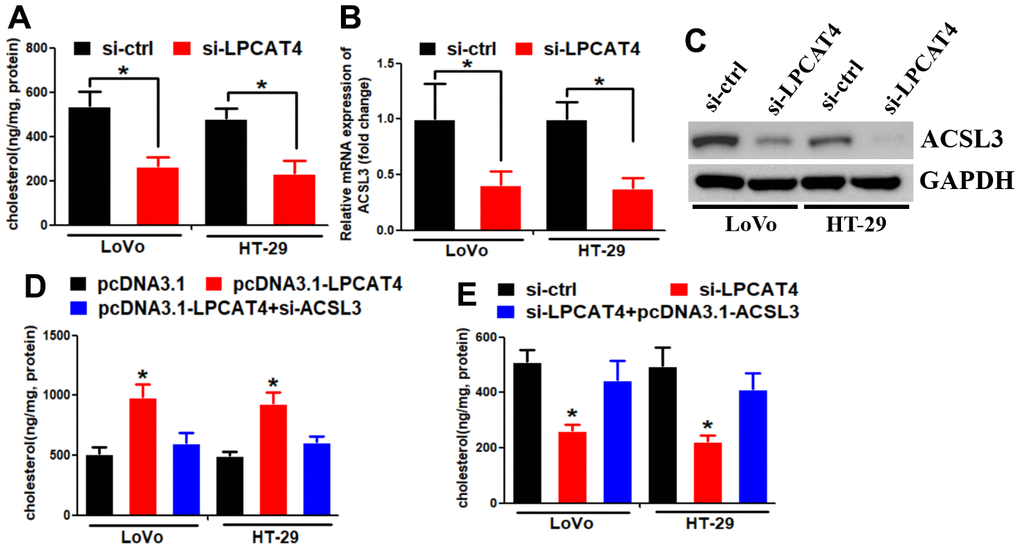 LPCAT4 increased the expression levels of cholesterol biosynthesis via up-regulating ACSL3. (A) Cholesterol synthesis ability was analyzed in LPCAT4 down-regulation and control group. (B, C) ACSL3 mRNA and protein expression levels were analyzed by RT-PCR and western blot assays, respectively. (D) Overexpression of LPCAT4 increased cholesterol biosynthesis, while knockdown of ACSL3 dismissed this effect. (E) Down-regulation of LPCAT4 decreased cholesterol biosynthesis, while overexpression of ACSL3 could counteract this effect.