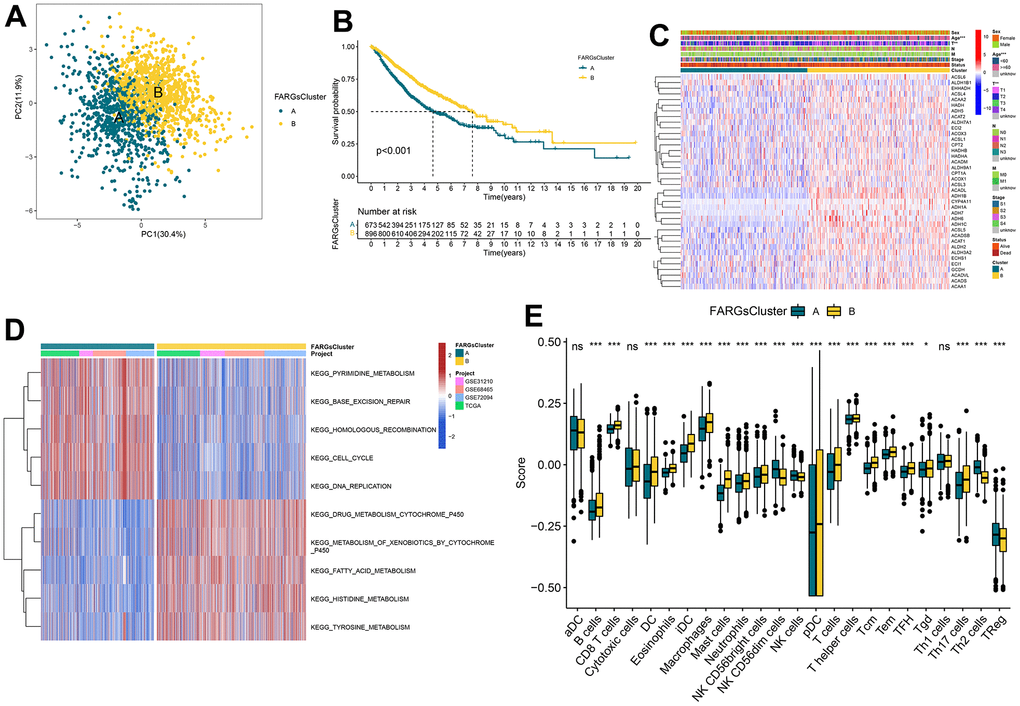 Consistent clustering for FARGs clusters, biological processes, and characteristics of immune infiltration cells of each cluster. (A) PCA plot based on the FARGs. (B) Kaplan–Meier survival curves for the different FARGs clusters. (C) Heatmap for different clinicopathologic features and expression levels of FARGs between two clusters. (D) GSVA of biological pathways between two clusters. (E) Different expressions of immune infiltration cells in each FARGs cluster. ns, not significant, *P 