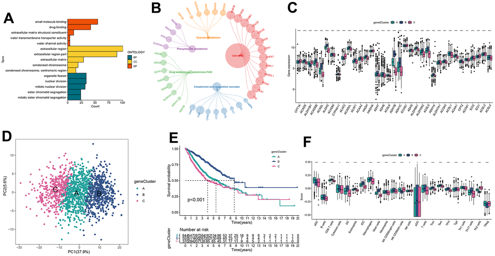 Identification of gene clusters based on DEGs. (A, B) GO and KEGG enrichment analyses of DEGs among two FARGs clusters. (C) Expression of FARGs between gene clusters A, B and C. (D) PCA plot based on the DEGs. (E) Kaplan–Meier curves for the different gene clusters. (F) Different expressions of immune infiltration cells in each gene cluster. ns, not significant, *P 