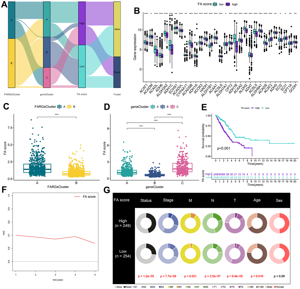 Construction of FA score. (A) Alluvial diagram of clusters distributions in groups with different FA score and survival outcomes. (B) Expression of FARGs between high and low FA score groups. (C) Differences in FA score between FARGs clusters. (D) Differences in FA score between gene clusters. (E) Kaplan–Meier curves for patients with high and low FA score in the TCGA-LUAD cohort. (F) Time-dependent receiver operating characteristic curve of FA score for predicting the prognosis of the LUAD patients in the TCGA-LUAD. (G) The circular pie chart for the proportion difference of clinical indices. ns, not significant, *P 