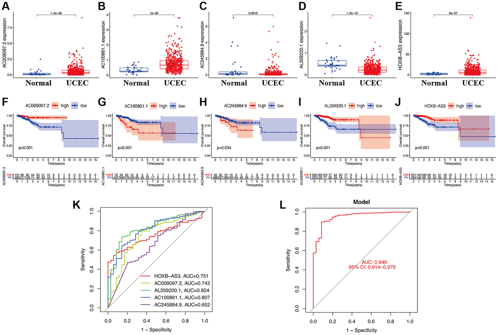 Clinical value of hub lncRNAs in UCEC. Gene expression levels of AC009097.2 (A), AC100861.1 (B), AC245884.9 (C), AL359220.1 (D), HOXB-AS3 (E) in risk subgroups. Survival curve of AC009097.2 (F), AC100861.1 (G), AC245884.9 (H), AL359220.1 (I), HOXB-AS3 (J) in UCEC. ROC curves of single diagnostic biomarkers (K) and prediction model (L).