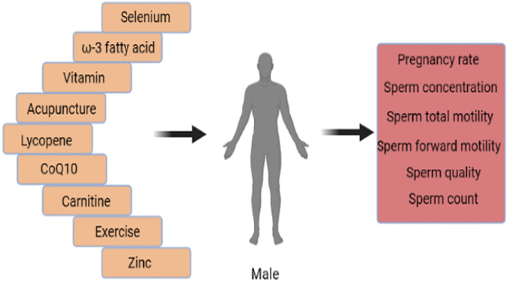 All interventions were able to improve male infertility.