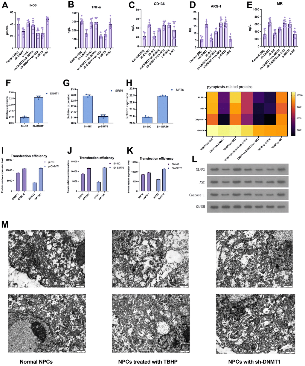 DNMT1/SIRT6 axis can affect the pyroptosis of nucleus pulposus cells by regulating macrophage polarization. (A–E) The expression of M1/M2 macrophage specific markers detected by ELISA. (F–K) Western blot and quantitative PCR to evaluate the transfection efficiency. (L) Heatmap of pyroptosis-related proteins expression which detected by western blot. (M) Transmission electron microscopy showed the autophagosomes in NPCs.