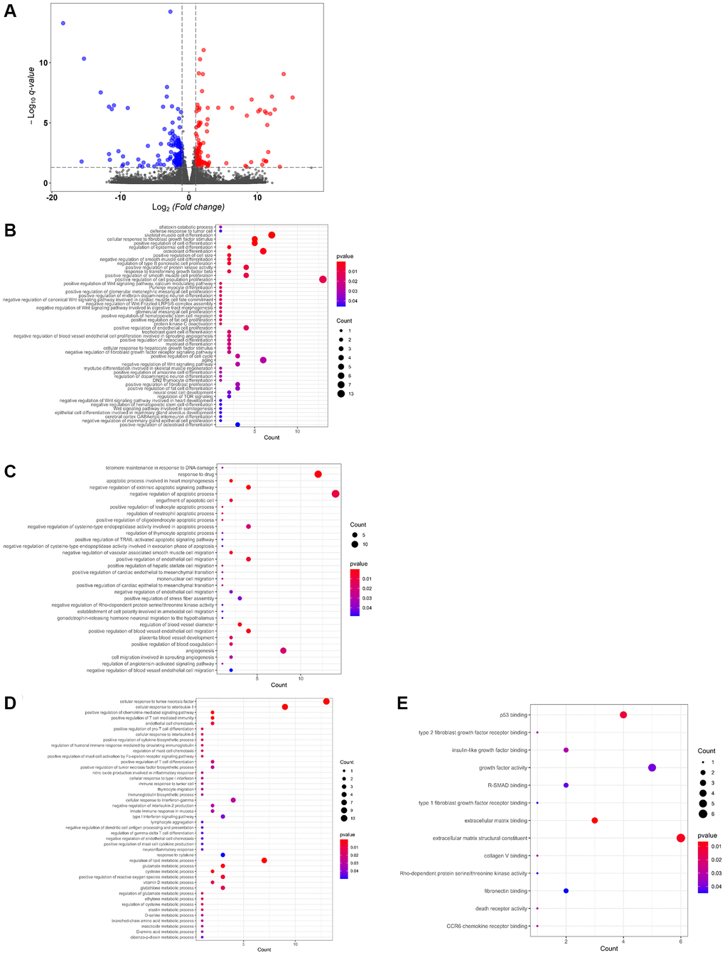 Differential gene expression controlled by USP44 in hepatocellular carcinoma (HCC) cells. (A) A volcano plot shows differential gene expression associated with USP44 overexpression in HepG2 cell. Blue dots = downregulated genes; red dots = upregulated genes; and grey dots = unchanged genes. The x-axis represents differential gene expression in a log2 ratio for the USP44-overexpressing cells compared with the control vector cells. The y-axis represents the q value for differential gene expression, comparing USP44-overexpressing cells with control vector cells. (B) Gene ontology enrichment analysis of USP44-mediated differentially expressed genes highlights the biologic processes related to cell proliferation and differentiation. Bubble diagrams show the biologic processes related (C) to DNA damage response, drug response, cell apoptosis, metastasis, and angiogenesis; (D) to the immune response and metabolism; and (E) to the binding and kinase activities related to cell growth, metastasis, and immune response controlled by USP44 in HCC cells. The size of the bubbles reflects the number of genes being controlled. The color of the bubble reflects the significance of the processes being controlled.