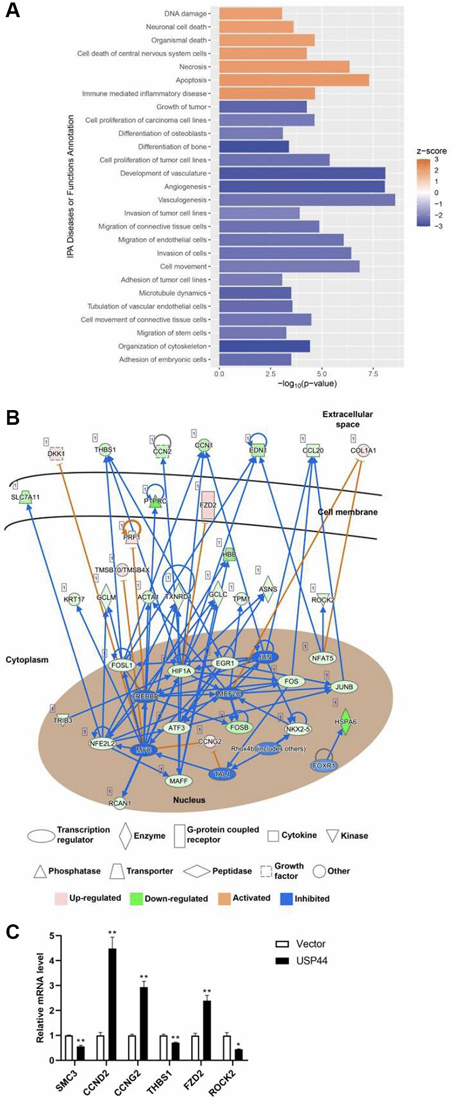 USP44 overexpression reduced proliferation and induced apoptosis in hepatocellular carcinoma (HCC) cells. (A) Ingenuity Pathway Analysis (IPA) demonstrated induction of apoptosis-related and reduction of cell proliferation-related diseases and functions caused by USP44 overexpression in HepG2 HCC cells. A positive z score represents activation; a negative z score represents inhibition. (B) IPA gene network construction shows how the functional role of USP44 in HCC involves receptors, enzymes, cytokines, kinases, phosphatases, and transcription factors. Red diagrams = upregulated genes; green diagrams = downregulated genes; orange arrows = activation; and blue arrows = inhibition. (C) qPCR analysis was used to validated the differential gene expression obtained from transcriptome sequencing.