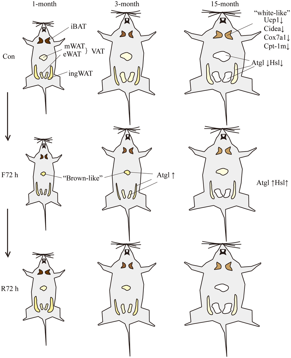 Schematic showing the response of mice of different ages to fasting and refeeding. With the increase of age, the body weight and BATR of all four fat depots increased. The brown adipocytes of the middle-aged transitional mice appeared “white-like”, and the mitochondrial thermogenesis gene Ucp-1, brown tissue marker genes Cidea and mitochondrial related genes Cox7a1 and Cpt-1m decreased; the expression of lipolytic genes Atgl and Hsl were lower relative to adult mice. F72 h significantly reduced the total white BATR (especially mesenteric adipose tissue) of the three groups of mice. Among them, the BATR of various adipose tissue depots of the middle-aged transitional mice showed the smallest decrease; and the expression level of Atgl in fat tissues of adult mice increased. After R72 h, the total white BATR of the three groups of mice was still significantly lower compared to the normal feeding group. Among them, the BATR of sWAT returned to normal, while the VAT was still low. The adipose tissue of middle-aged transitional mice reacted slowest to fasting and refeeding cues. Different size and color of adipose tissue represent different morphological changes induced by fasting or refeeding.