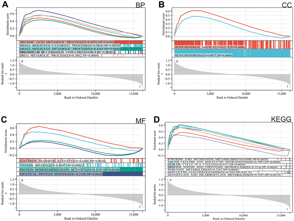 Functional enrichment analysis. (A) BP, (B) CC, (C) MF, (D) KEGG analysis by GSEA.