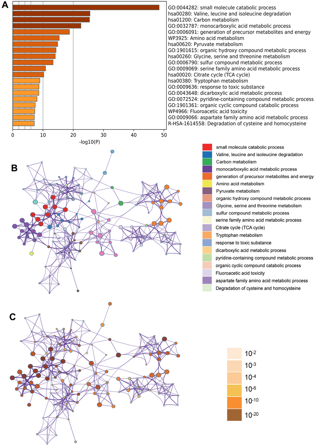 Metascape enrichment analysis. (A) Heatmap of enriched terms across input differently expressed gene lists, colored by p values, via Metascape; (B) Network of enriched terms colored by cluster identity, where nodes that share the same cluster identity are typically close to each other; (C) Network of enriched terms colored by p value, where terms containing more genes tend to have a more significant p value.