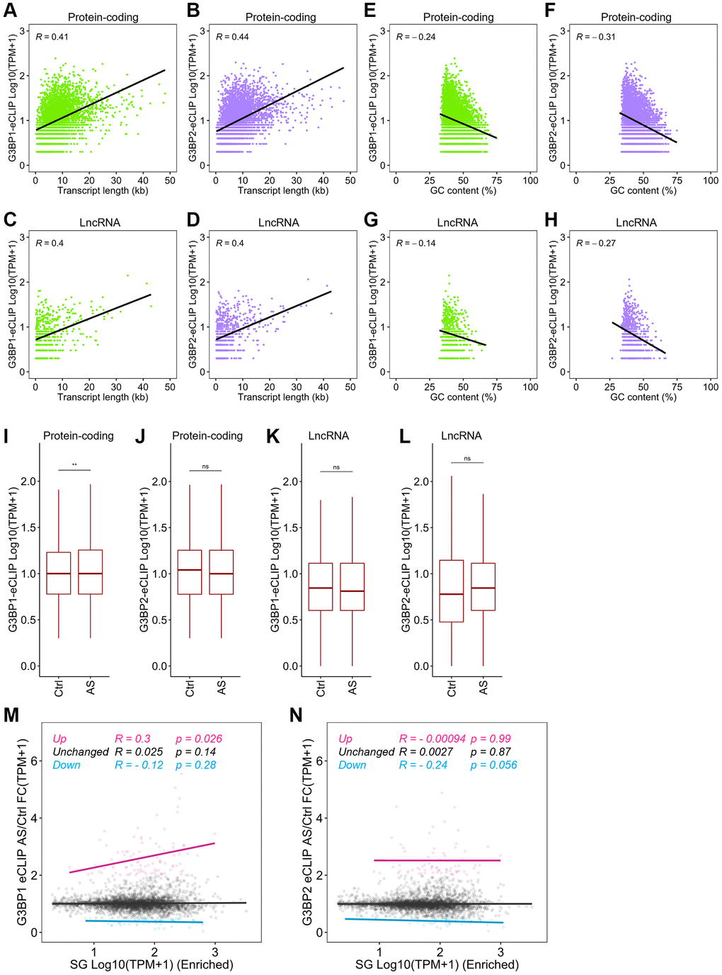 Distinct RNA targeting of G3BP1 and G3BP2 after stress. (A, B) Scatter plot depicting the correlation between mRNA length and the RNA binding levels of G3BP1 (A) and G3BP2 (B) with eCLIP-peaks. R indicates the Pearson correlation coefficient. (C, D) Scatter plot depicting the correlation between GC content of mRNAs and the RNA binding levels of G3BP1 (C) and G3BP2 (D) with eCLIP-peaks. (E, F) Scatter plot depicting the correlation between lncRNA length and the RNA binding levels of G3BP1 (E) and G3BP2 (F) with eCLIP-peaks. (G, H) Scatter plot depicting the correlation between GC content of lncRNAs and the RNA binding levels of G3BP1 (G) and G3BP2 (H) with eCLIP-peaks. (I–L) Boxplots depicting the G3BP1- and G3BP2-bound mRNA and lncRNA levels of SG-enriched RNAs before and after AS treatment. Statistical significance was computed with Wilcoxon rank sum test. ns: not significant, **p M, N) Scatter plot showing the correlation between SG enriched RNA levels and change in G3BP1- and G3BP2-bound RNA levels upon AS treatment. R and p indicate Pearson correlation coefficient and p-value, respectively.