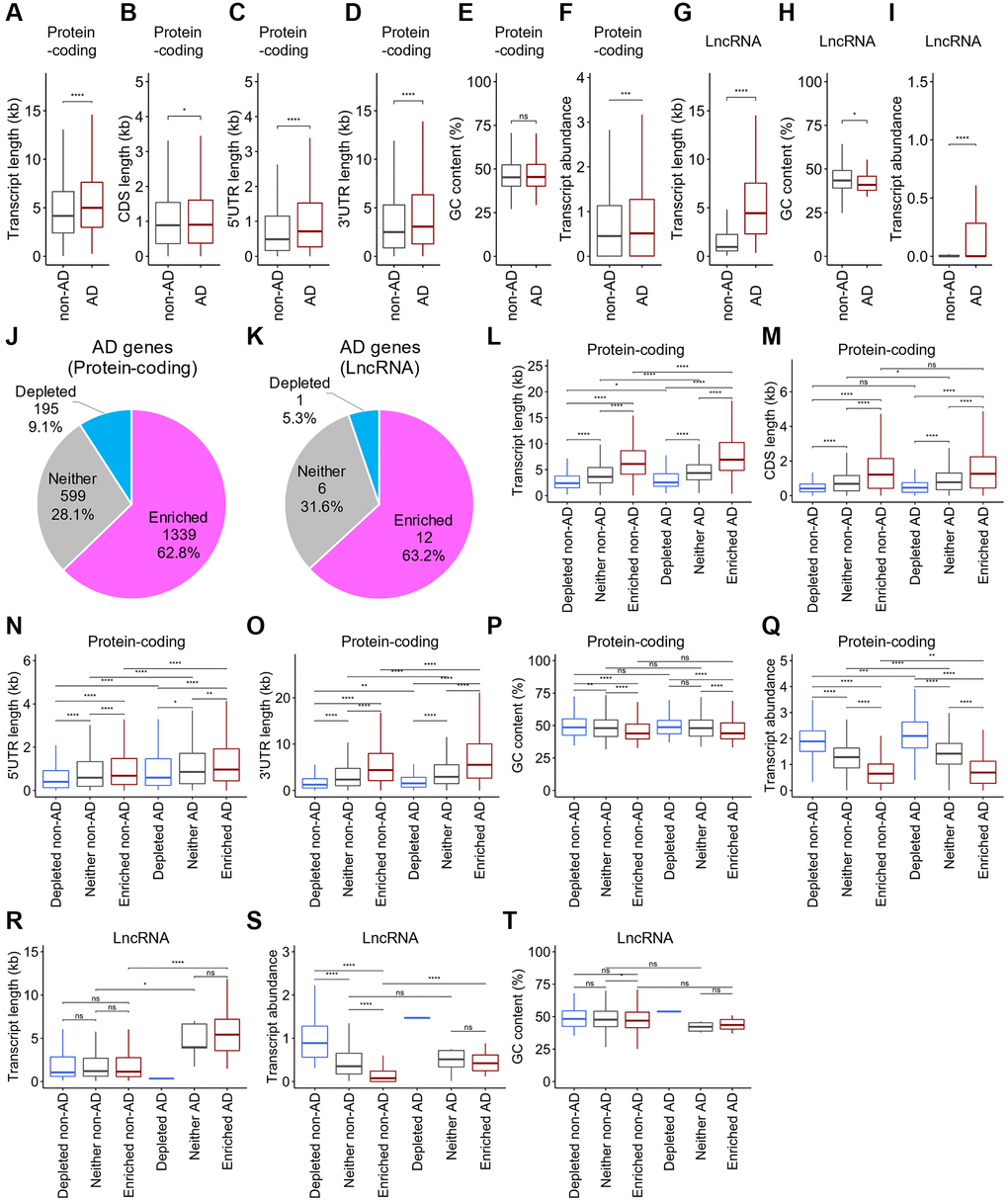 Distinct distribution of the physical basis for AD-associated RNAs after stress. (A–J) Boxplots depicting total transcript length (A and G), CDS length (B), 5′UTR length (C), 3′UTR length (D), GC content (E and H), and abundance (F and I) of mRNAs (A–F) and lncRNAs (G–I), respectively, for each of AD-associated RNAs (AD) and other RNAs (non-AD). Statistical significances were assessed by Wilcoxon rank sum test. ns: not significant, *p **p ***p ****p J, K) Pie chart depicting the relative contribution of each class of RNA (SG-enriched, SG-depleted, or “Neither”) for mRNAs (J) and lncRNAs (K), respectively. (L–T) Boxplots depicting total transcript length (L and R), CDS length (M), 5′UTR length (N), 3′UTR length (O), GC content (P and S), and abundance (Q and T) of mRNAs (L–Q) and lncRNAs (R–T), respectively, for each of AD-associated RNAs (AD) and other RNAs (non-AD).