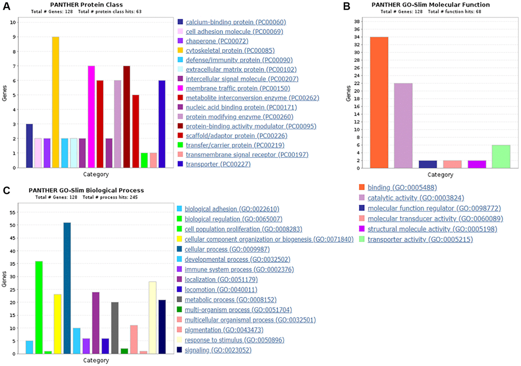 The GO analysis results of up-regulated proteins in the PSCI group. (A) The protein classification of up-regulated proteins. (B) The molecular function of up-regulated proteins. (C) The biological process of up-regulated proteins.