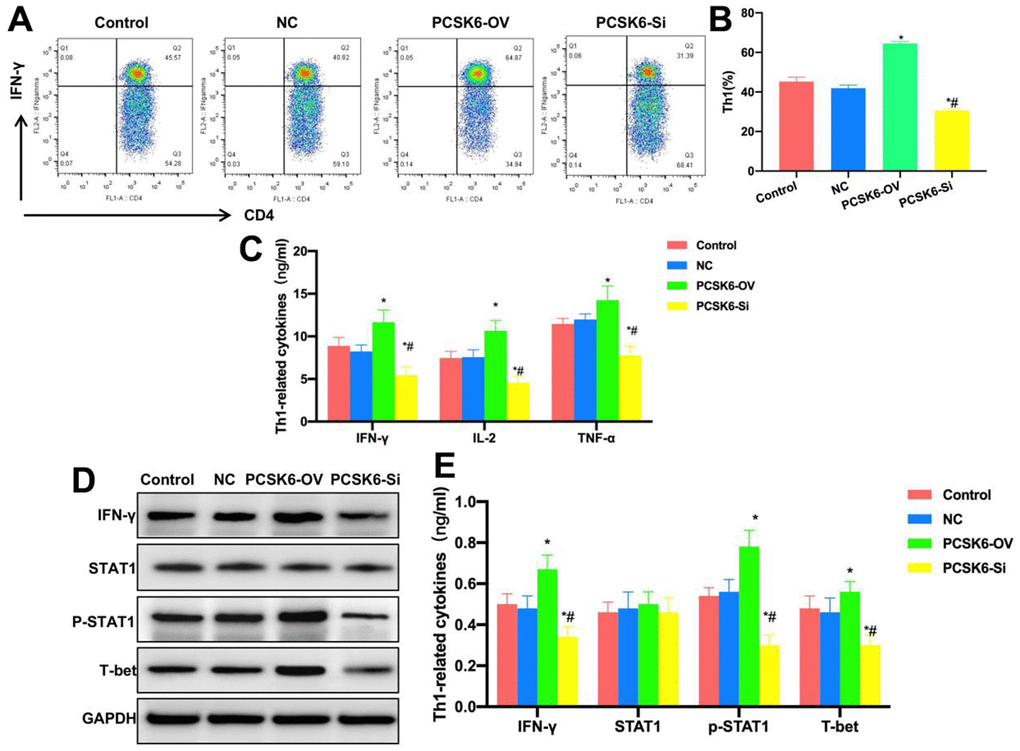 Role of PCSK6 in Th1 cell differentiation. (A, B) FCM (n=3). The proportion of Th1 cells did not show significant difference in Control vs. NC groups, that in PCSK6-OV group significantly increased relative to Control group, and that of PCSK6-Si group decreased relative to Control group. *P#PC) ELISA (n=3). IL-2, TNF-α and IFN-γ contents of PCSK6-OV group significantly increased relative to those in Control group, but their contents of PCSK6-Si group decreased relative to Control group. *P#PD, E) Relative protein expression levels (n=3). p-STAT1 and T-bet contents of PCSK6-OV group increased, while p-STAT1 level decreased in PCSK6-Si group, with significant difference relative to Control group. *P#P