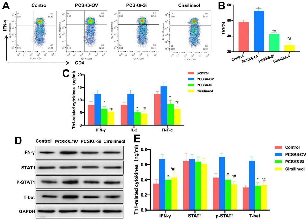 Suppressing STAT1 inhibited Th1 cell differentiation. (A, B) FCM (n=3). Cirsilineol suppressed Th1 cell differentiation. The Th1 cells proportion remarkably decreased compared with those of PCSK6-OV, PCSK6-Si and Control groups. *P#PC) ELISA (n=3). IL-2, IFN-γ, TNF-α, IL-6 and IL-1β contents of Cirsilineol group decreased relative to Control and PCSK6-OV groups, with no significant difference versus PCSK6-Si group. *P#PD, E) Relative protein expression (n=3). IFN-γ, p-STAT1 and T-bet levels in Cirsilineol group remarkably decreased relative to PCSK6-OV group, with no significant difference versus PCSK6-Si group. *P#P