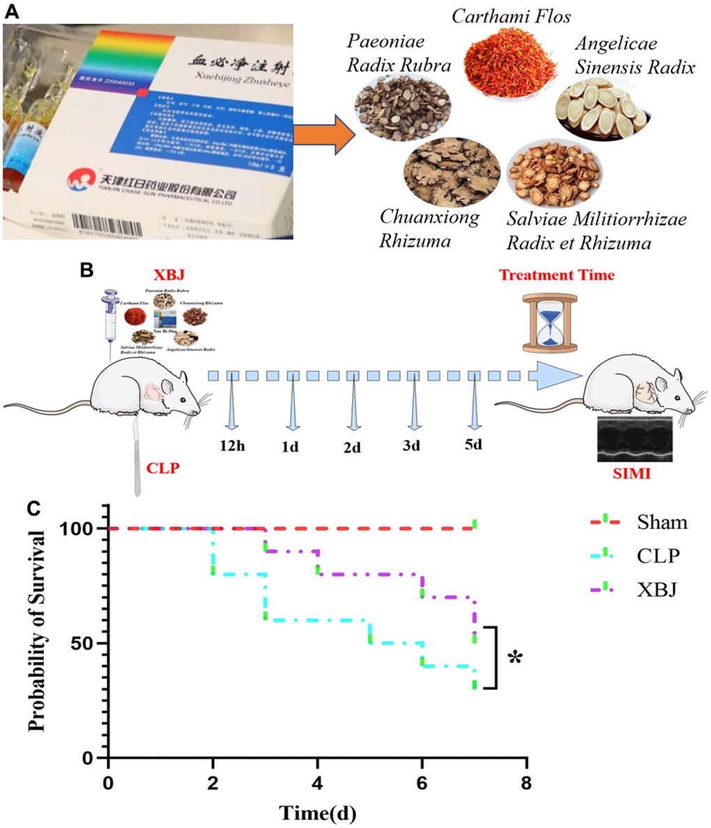 (A) The 5 essential drug components of XBJ: Paeoniae Radix Rubra, Chuanxiong Rhizuma, Angelicae Sinensis Radix, Salviae Militiorrhizae Radix et Rhizuma, and Carthami Flos. (B) Graphical Abstract: a guideline of the entire procedure for developing a rat sepsis model and therapeutic administration. (C) The survival rate of XBJ for SIMI was evaluated by the Kaplan-Meier method followed by the log rank test within 7 days.