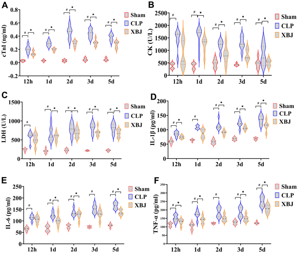 Effects of XBJ on myocardial markers and serum inflammatory factors at 12h, 1d, 2d, 3d and 5d after CLP. The levels of serum myocardial markers cTnI (A), CK (B), and LDH (C) were detected by automated biochemical analyzer. The levels of serum inflammatory factors IL-1β (D), IL-6 (E) and TNF-α (F) were detected by ELISA.