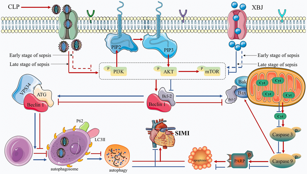 Diagram of the molecular mechanism by which XBJ protects SIMI.