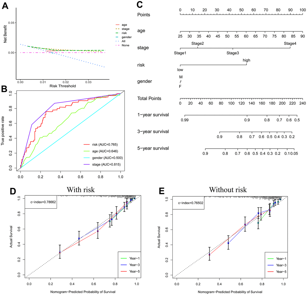 Nomogram predicts patient prognosis. Decision curve to test for forecast value (A); ROC curves containing different clinical information (B); A clinical prognosis nomogram is constructed by age, gender, risk, and stage together (C). Nomogram with (D) and without (E) risk model.