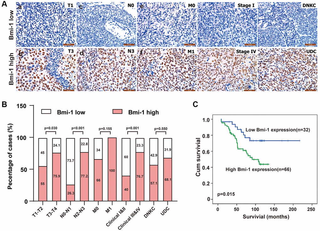 Bmi-1 upregulation was associated with malignant tumor progression in NPC patients. (A) Representative images of Bmi-1 levels in clinical tissue biopsies from NPC patients with differing tumor-node-metastasis (TNM) stages, clinical stages and histological types. Low Bmi-1 expression was detected in T1 (a), N0 (c), M0 (e), stage I (g) and differentiated nonkeratinizing carcinoma (DNKC) (i) NPC biopsies, while high Bmi-1 expression was observed in T3 (b), N3 (d), M1 (f), stage IV (h) and undifferentiated carcinoma (UDC) (j) tumors. (B) The number and percentage of samples with high and low Bmi-1 levels according to various clinicopathological traits (χ2 test). (C) Cumulative overall survival curves of 98 NPC patients with high or low Bmi-1 levels. A log-rank test was used to calculate the P value.